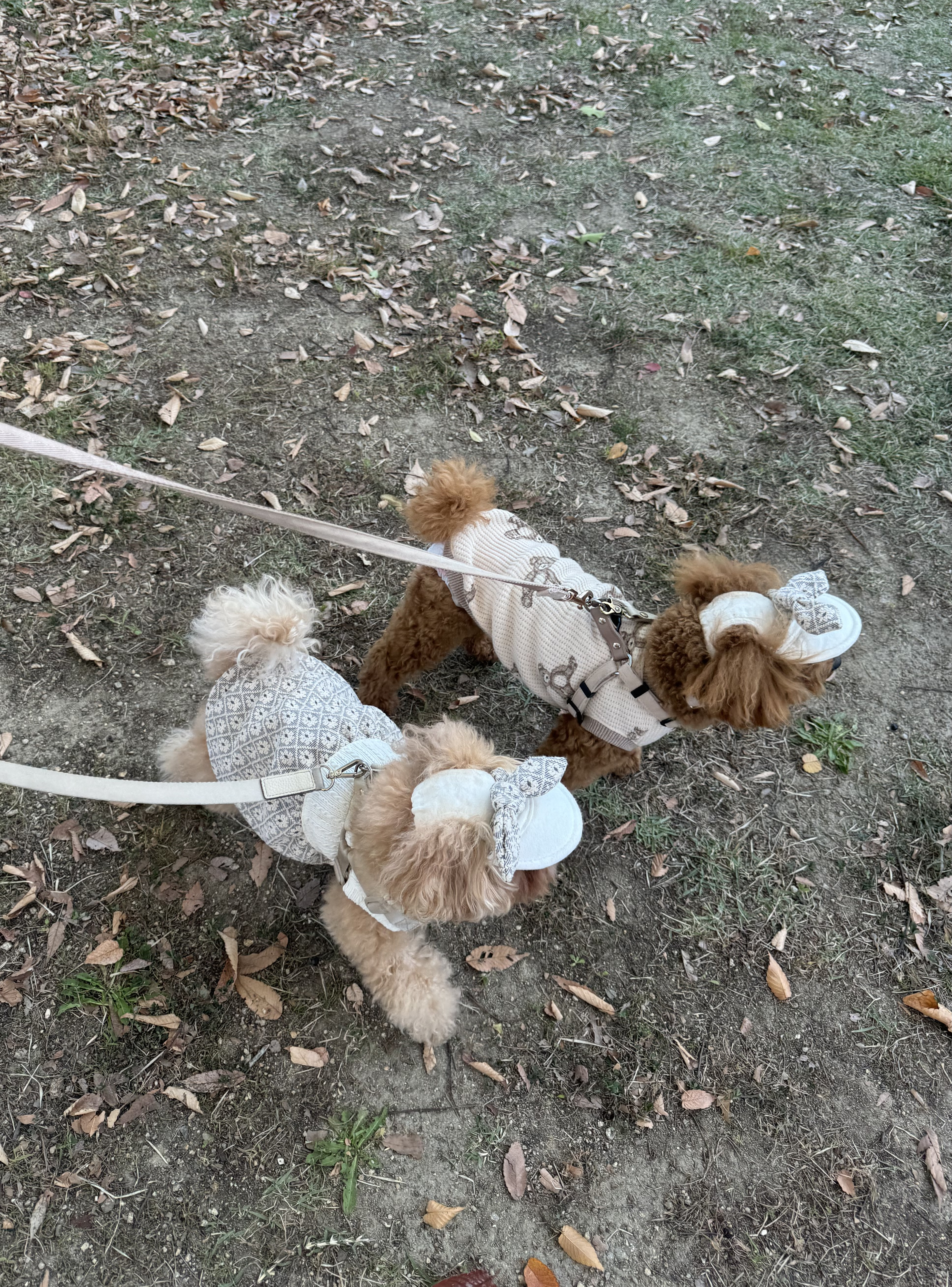 シミラールック