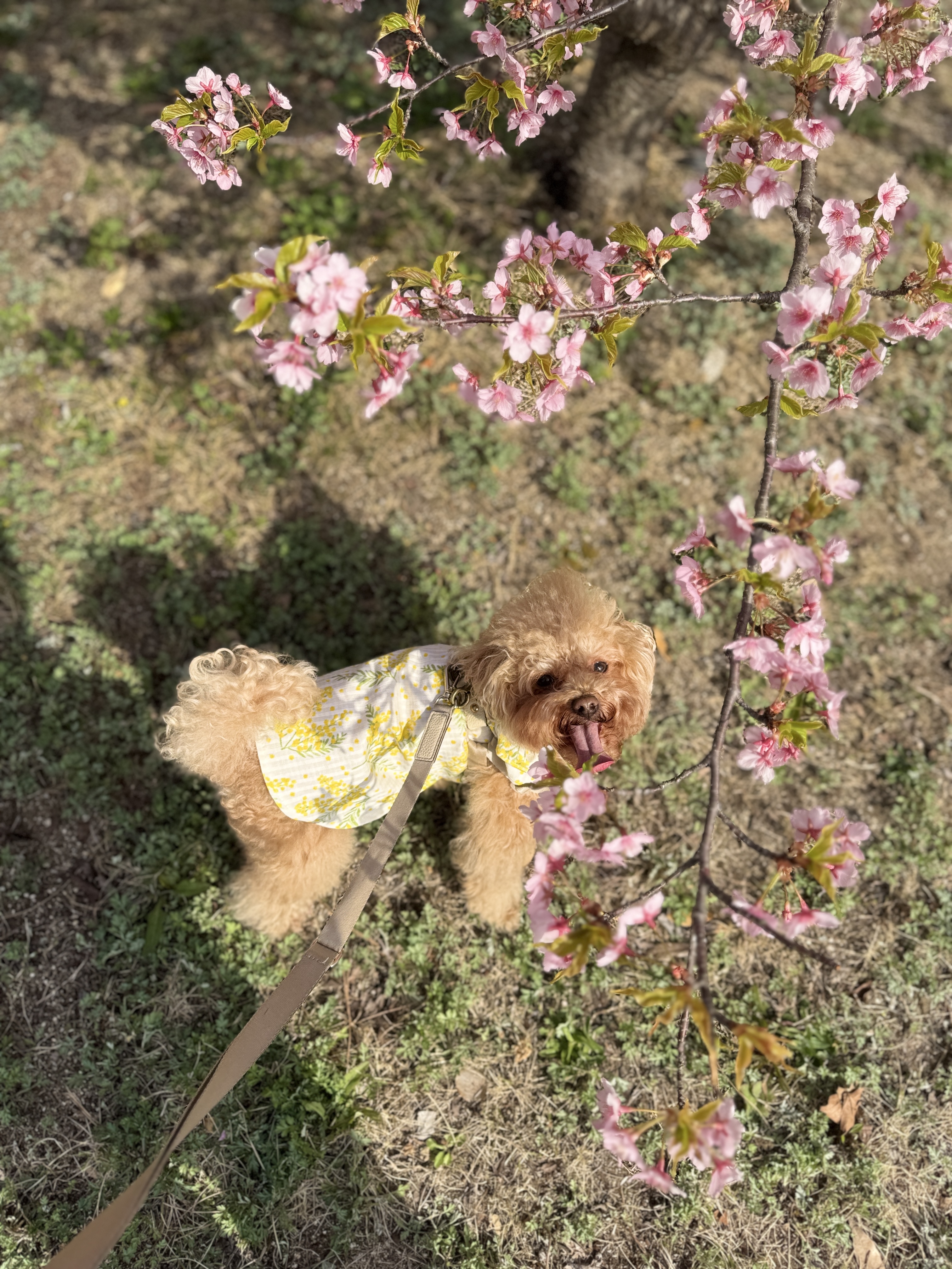 ミモザワンピース